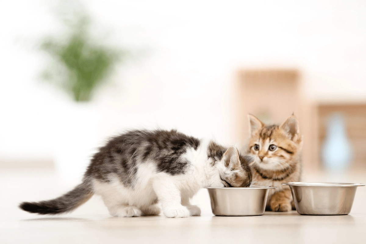 Yavru Kedi Beslenmesi: Yeni Doğan ve Yavru Kediler Ne Yer? Haftalik Yavru Kedi