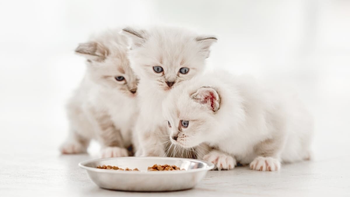 Yavru Kedi Beslenmesi: Yeni Doğan ve Yavru Kediler Ne Yer? Yavru Kedi Beslenmesi
