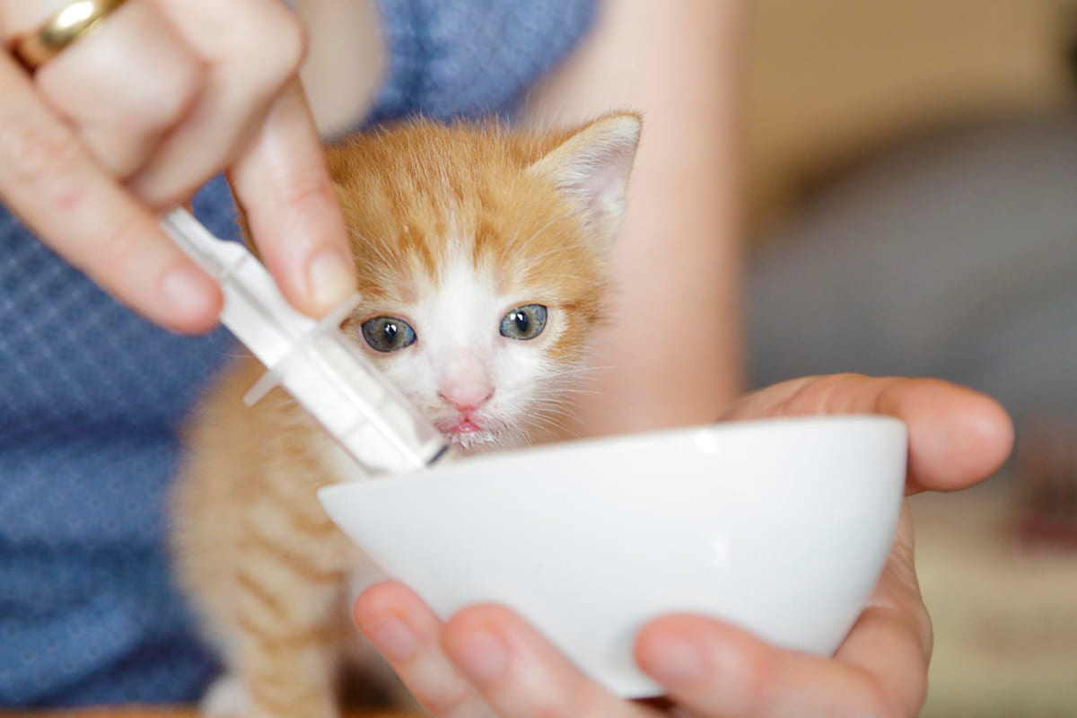 Yavru Kedi Beslenmesi: Yeni Doğan ve Yavru Kediler Ne Yer? Yavru Kedi Mama Gecisi