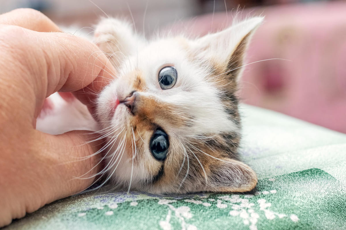 Yavru Kedi Beslenmesi: Yeni Doğan ve Yavru Kediler Ne Yer? Yavru Kedi Mamasi Secimi