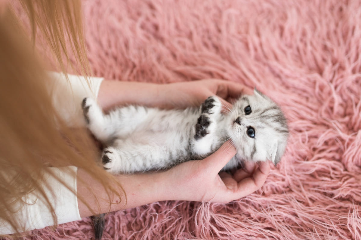 Yavru Kedi Beslenmesi: Yeni Doğan ve Yavru Kediler Ne Yer? Yavru Kedi Saglik Kontrolu