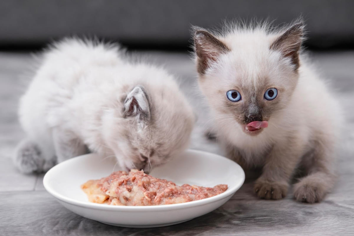 Yavru Kedi Beslenmesi: Yeni Doğan ve Yavru Kediler Ne Yer? Yavru Kedi Su Icerken